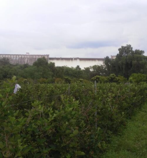 Blackberry farm and dam