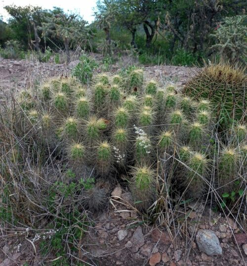 Echinocereus-stramineus-scaled.jpg