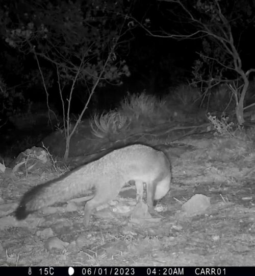 Female-Gray-Fox_UAQ-wildlife-camera-trap_June2023.jpg