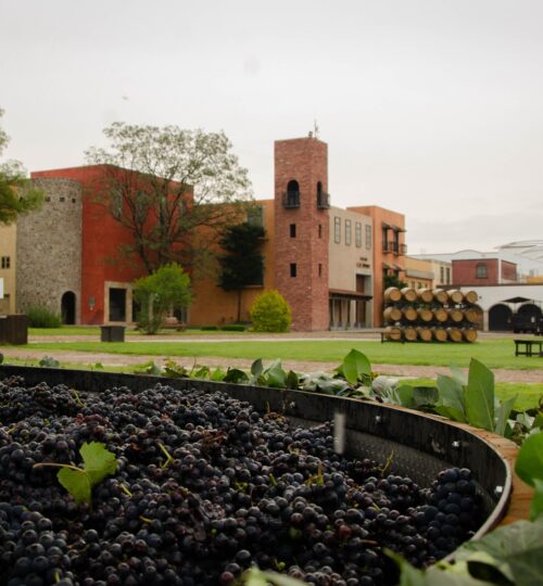 La Redonda vineyards