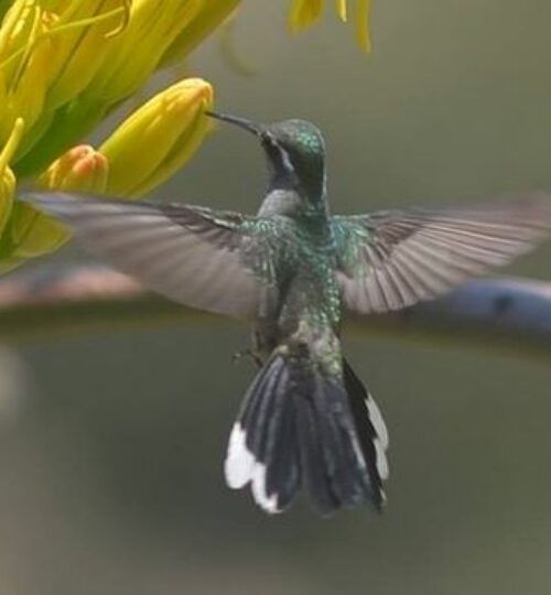 Lampornis clemenciae