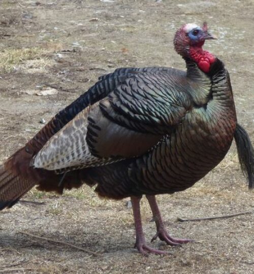 Meleagris gallopavo