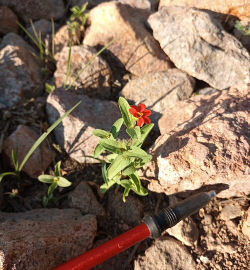 Peruvian-zinnia-scaled.jpg