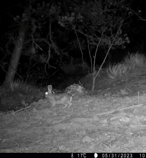 Spanish-rabbit_UAQ-wildlife-camera-trap_June2023-e1692478073843.jpg