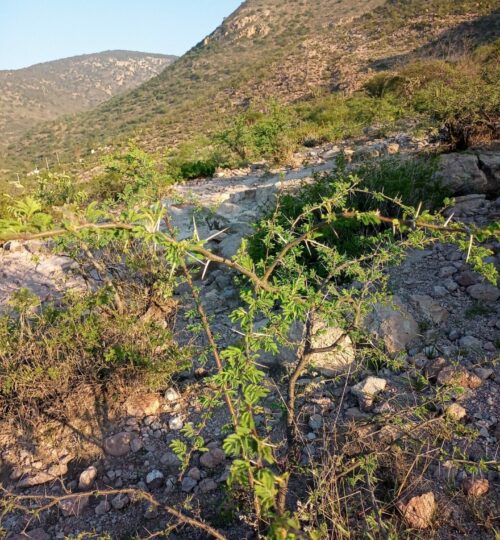 Vachellia-tortuosa-scaled.jpg