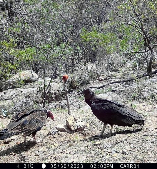 Vultures_UAQ-wildlife-camera-trap_June2023.jpg